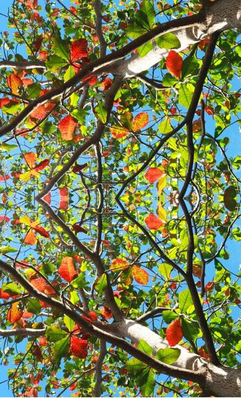 gambar ketapang merah • Jual Pohon Ketapang Besar