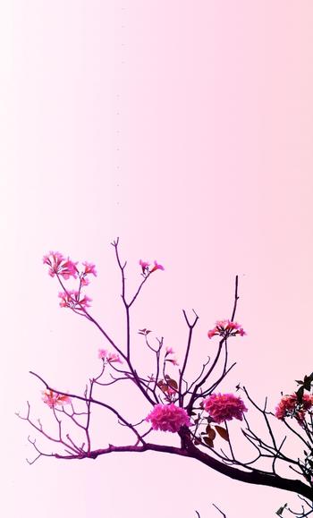 jual pohon tabebuya ungu • Jual Pohon Tabebuya Merah Harga Terbaik untuk Taman