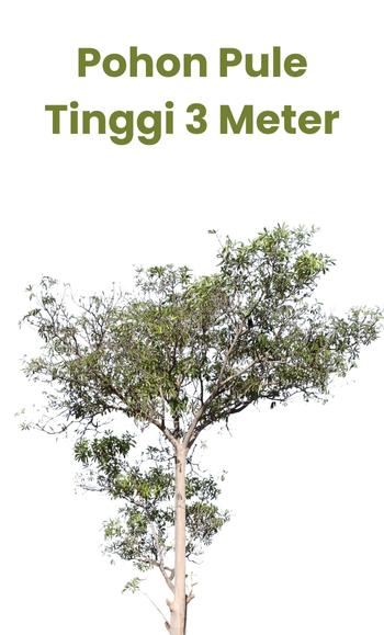 pohon pule 3 meter • Jual Pohon Pule