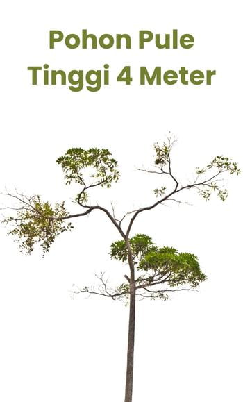 pohon pule 4 meter • Jual Pohon Pule