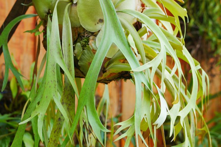 Tanduk Rusa, tanaman hias taman vertikal