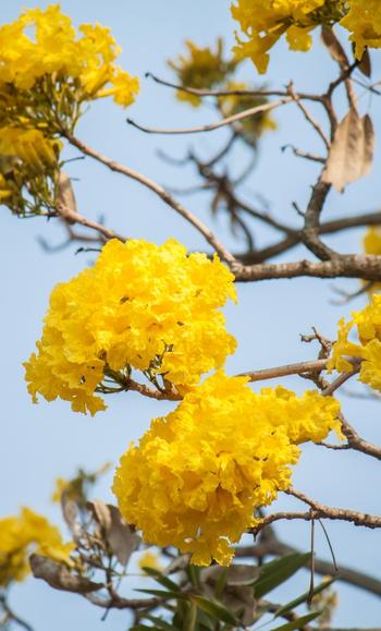 jual pohon tabebuya kuning • Jual Pohon Hias Tabebuya (Mirip Bunga Sakura Jepang)