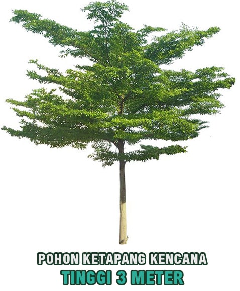 pohon ketapang kencana tinggi 3 meter min • Jual Pohon Ketapang Kencana Tinggi 3 Meter