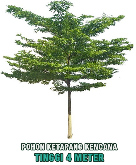 pohon ketapang kencana tinggi 4 meter min • Jual Pohon Ketapang Kencana Tinggi 4 Meter