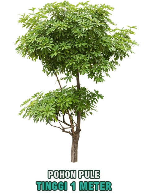 pohon pule tinggi 1 meter min • Jual Pohon Pule Tinggi 1 Meter Harga Terjangkau Untuk Taman