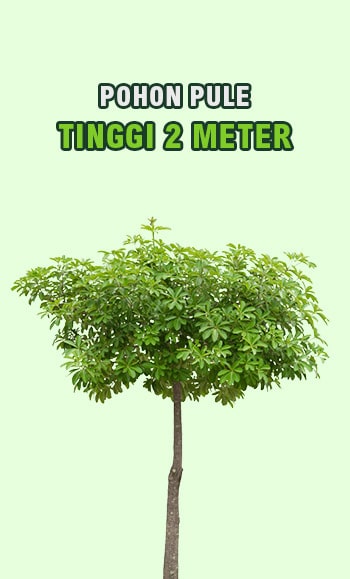 pohon pule tinggi 2 meter a min • Jual Pohon Pule Tinggi 1 Meter Harga Terjangkau Untuk Taman