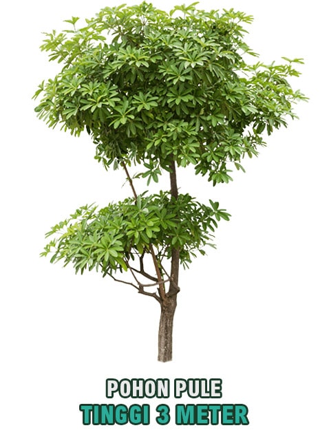 pohon pule tinggi 3 meter min 2 • Jual Pohon Pule Tinggi 3 Meter Harga Terjangkau Untuk Taman