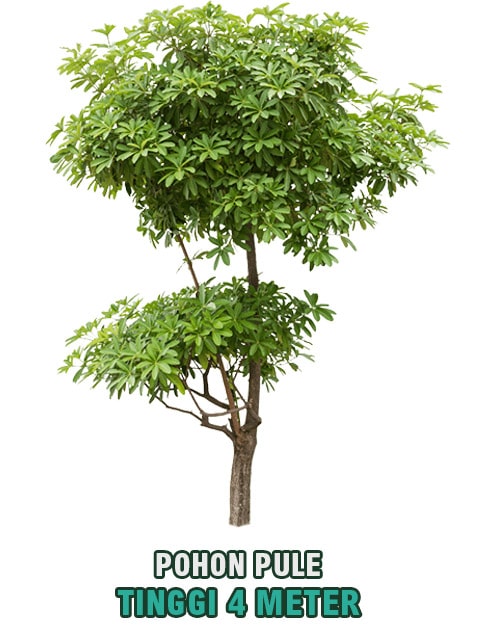 pohon pule tinggi 4 meter min • Jual Pohon Pule Tinggi 4 Meter Harga Terjangkau Untuk Taman