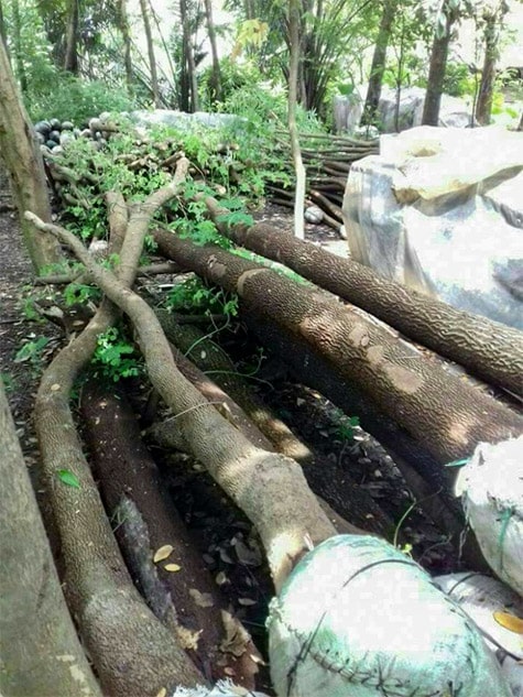pohon trembesi diameter batang 20cm min • Jual Pohon Trembesi Diameter Batang 20 Cm untuk Proyek Penghijauan