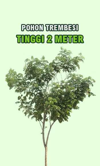 pohon trembesi tinggi 2 meter a min • Jual Pohon Trembesi Diameter Batang 20 Cm untuk Proyek Penghijauan