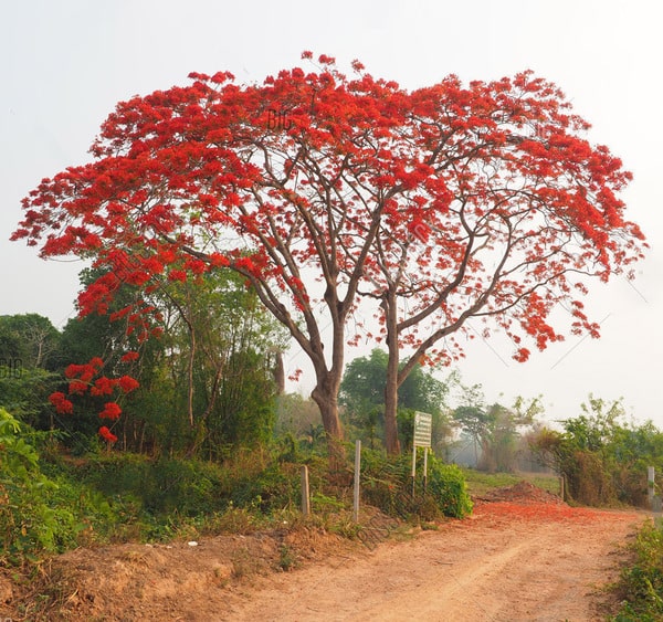 tabebuya merah 1 min 1 • Jual Pohon Tabebuya Merah Harga Terbaik untuk Taman