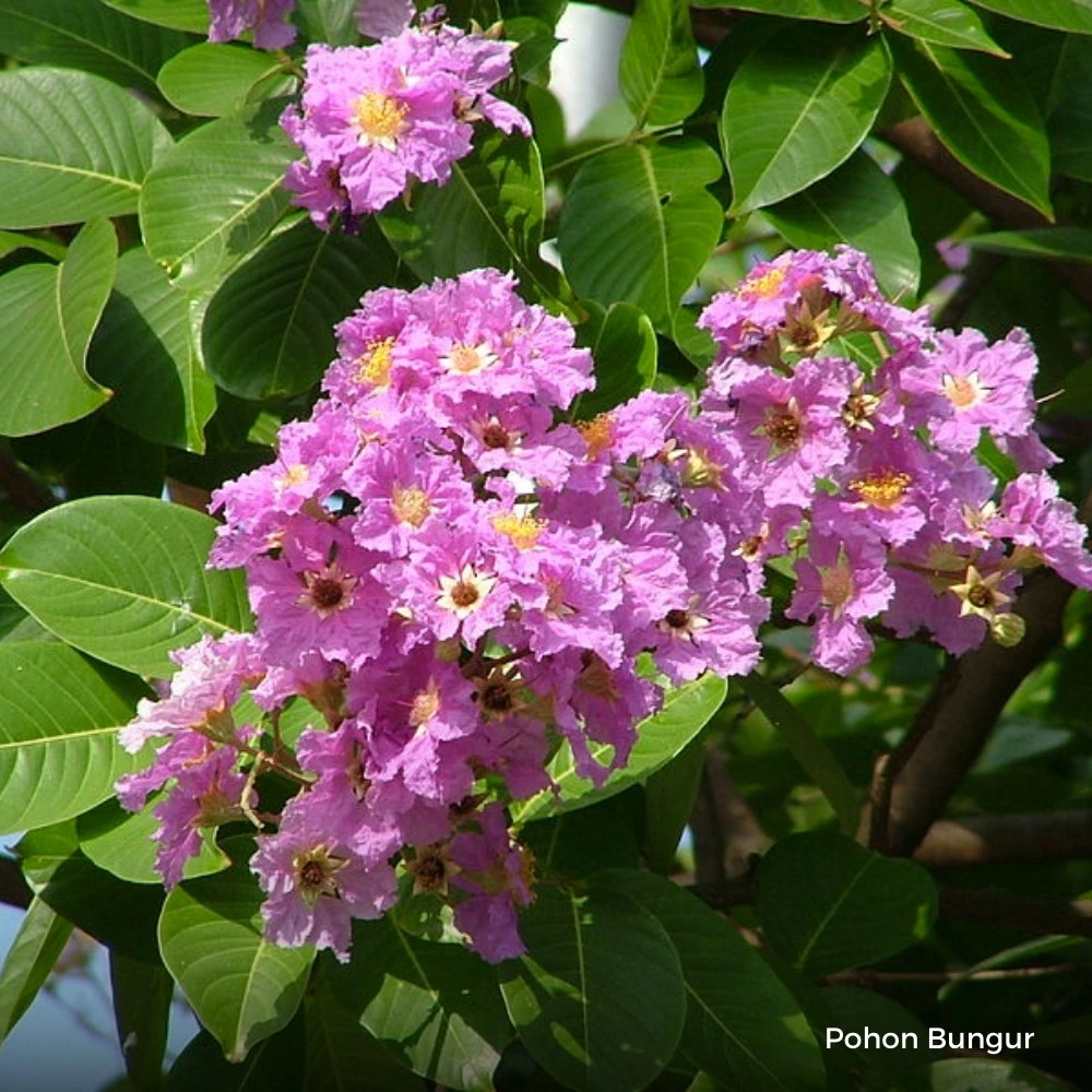 Bungur 02 &bull; Jual Pohon Bungur