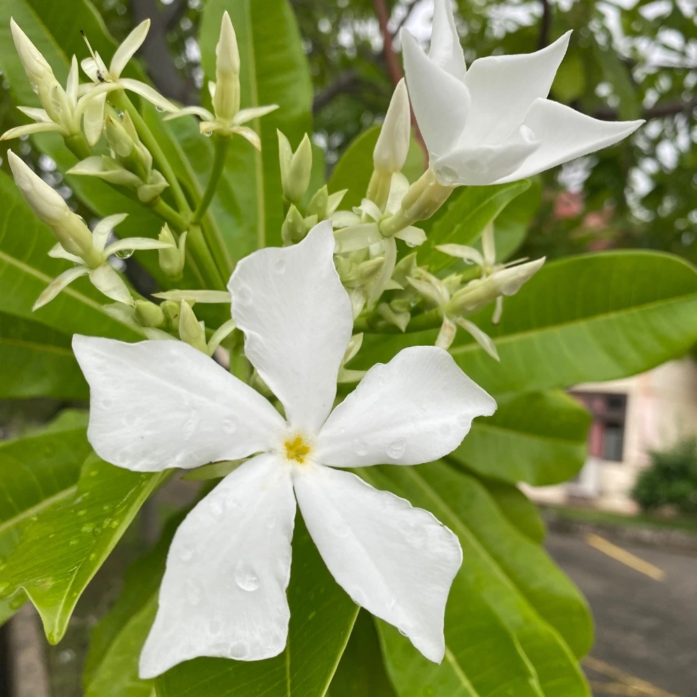 bintaro 04 &bull; Jual Pohon Bintaro