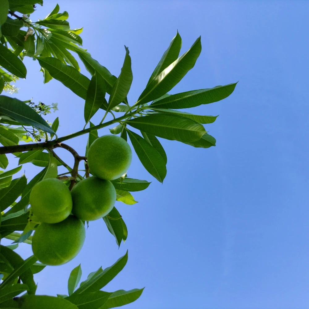 bintaro 05 &bull; Jual Pohon Bintaro