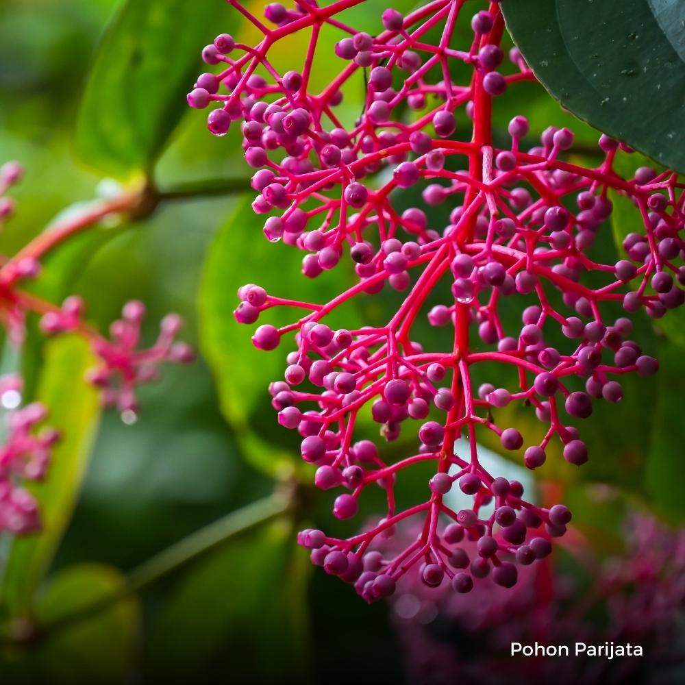 Parijata 03 &bull; Jual Pohon Parijata