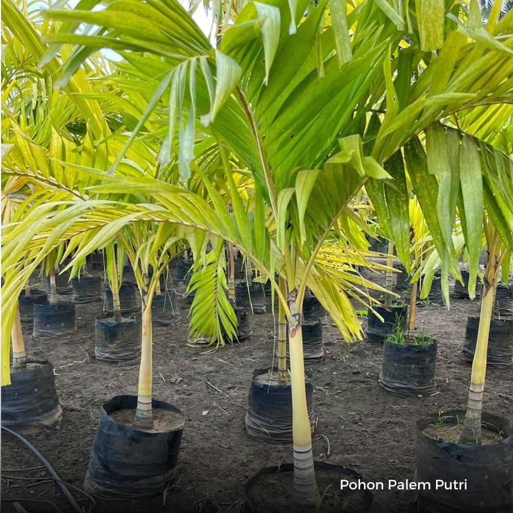 palemputri 04 &bull; Jual Pohon Palem Putri