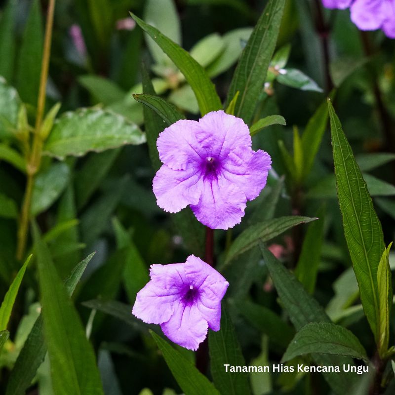 jual tanaman kencana ungu