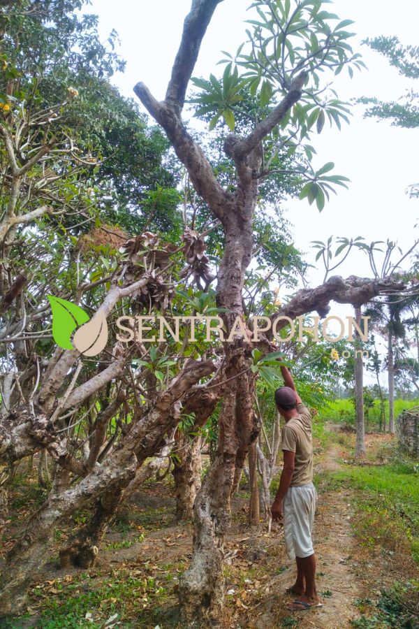 harga pohon kamboja fosil