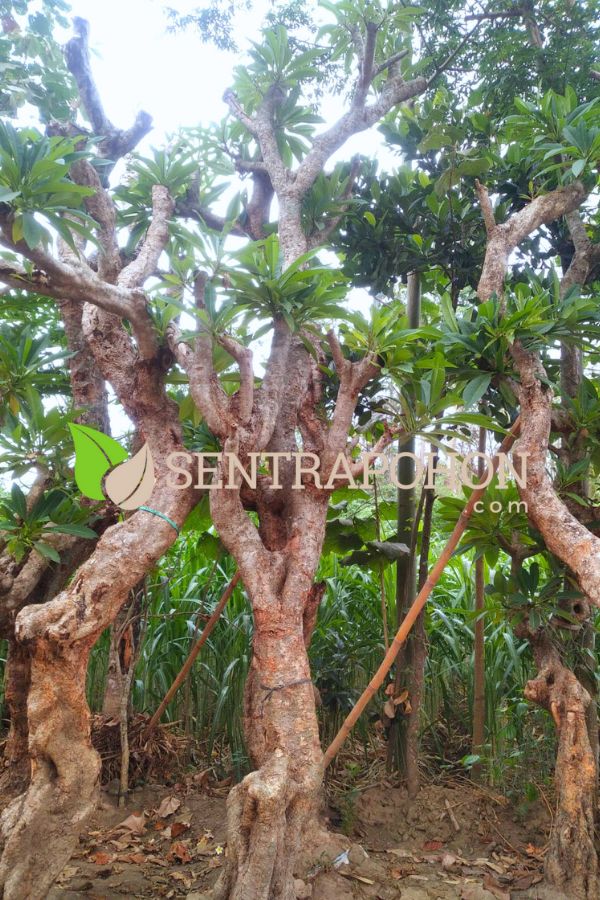 jual pohon kamboja fosil