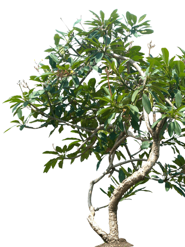 jual pohon kamboja fosil