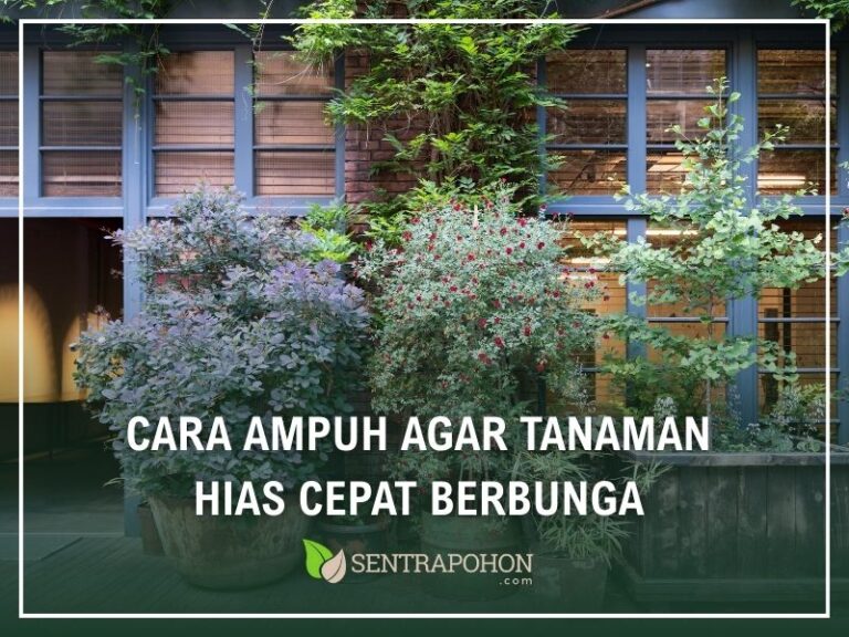 cara ampuh agar tanaman hias cepat berbunga