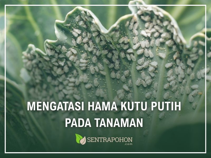 MENGATASI hama putih pada tanaman
