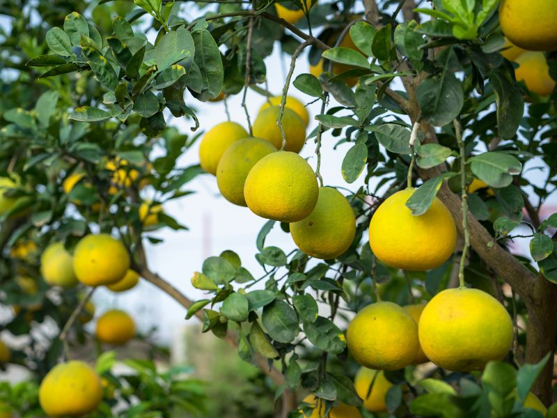 Tanaman buah yang Cocok untuk Taman Minimalis Depan Rumah &bull; Tanaman yang Cocok untuk Taman Minimalis Depan Rumah