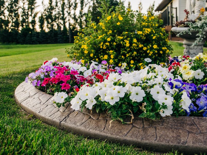 Tanaman bunga yang Cocok untuk Taman Minimalis Depan Rumah