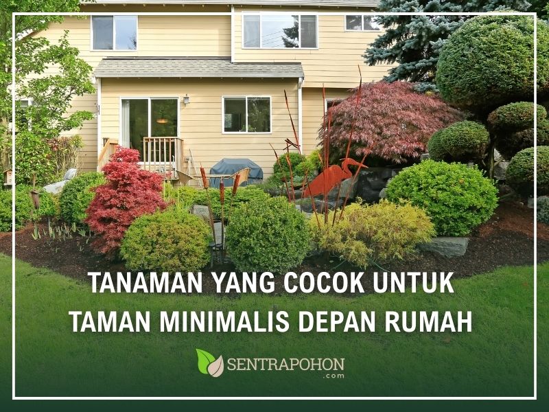 Tanaman yang Cocok untuk Taman Minimalis Depan Rumah