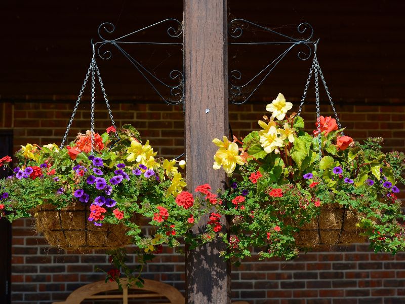 Macam2 Tanaman Gantung &bull; Tanaman Gantung Indoor Paling Popular