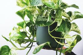 Sirih Gading (Epipremnum aureum)