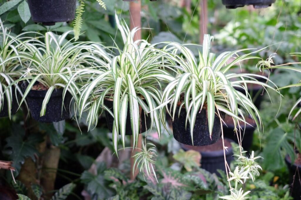 Spider Plant (lili paris)