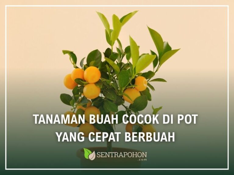 Tanaman Buah yang Cocok Ditanam di Pot yang Cepat Berbuah