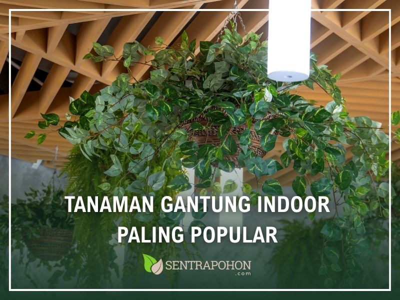 Tanaman Gantung Indoor Paling Popular
