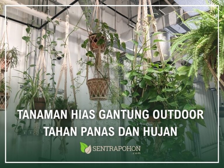 Tanaman Hias Gantung Outdoor Tahan Panas dan Hujan