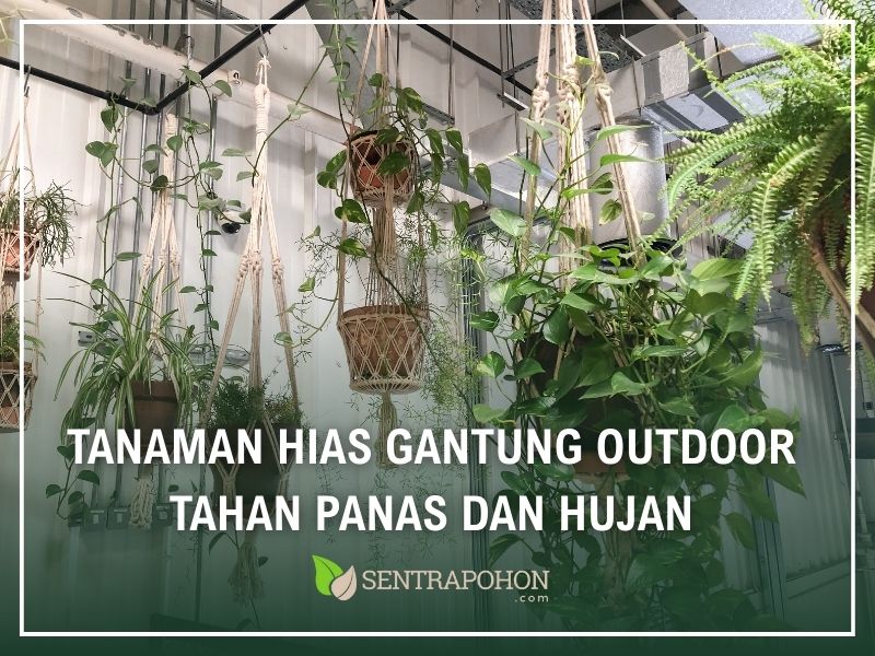 Tanaman Hias Gantung Outdoor Tahan Panas dan Hujan