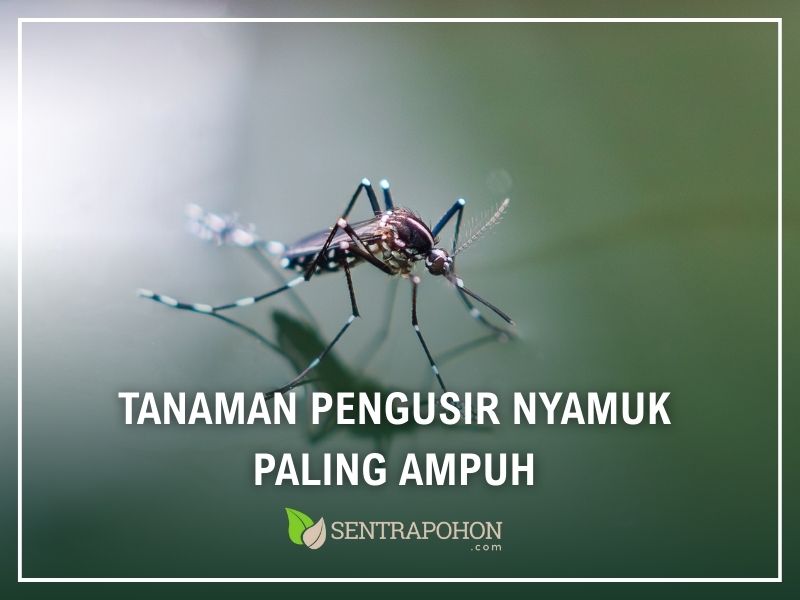 Tanaman Pengusir Nyamuk