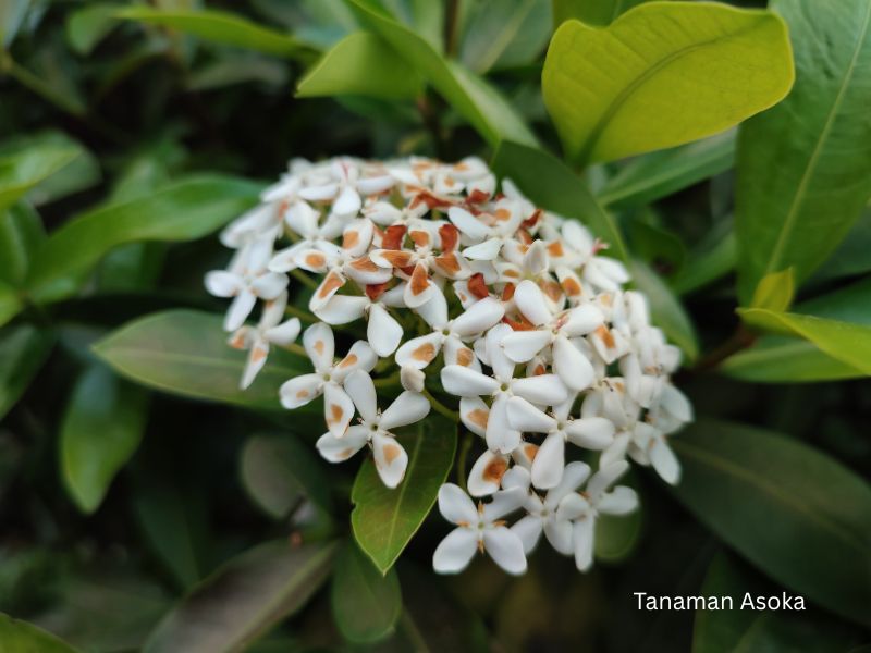 asoka tanaman &bull; Jual Tanaman Hias Asoka untuk Taman