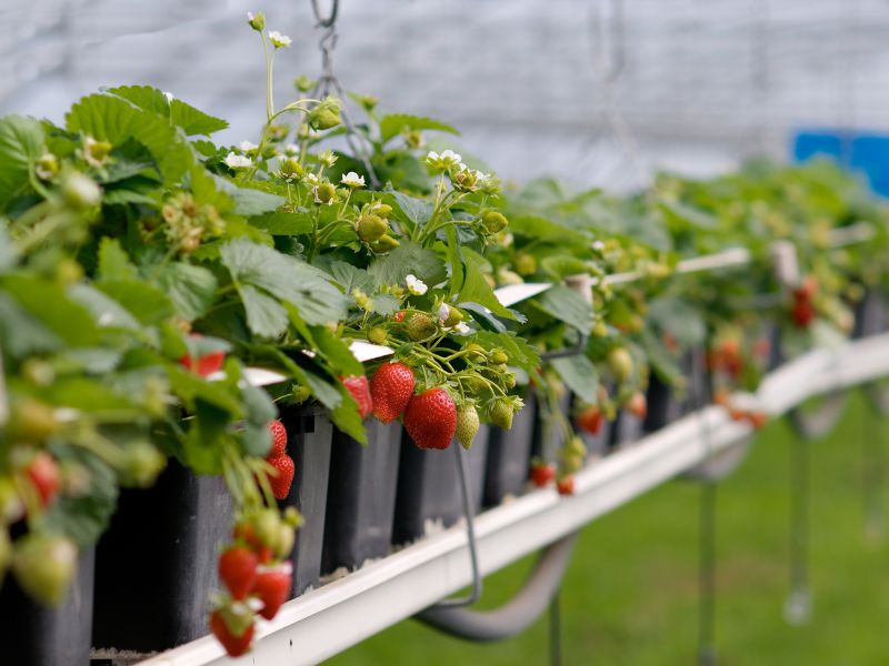 Tanaman Buah yang Cocok Ditanam di Pot & Cepat Berbuah 2 buah strawberry di pot