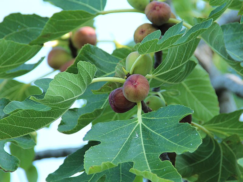 Tanaman Buah yang Cocok Ditanam di Pot & Cepat Berbuah 3 buah tin di pot
