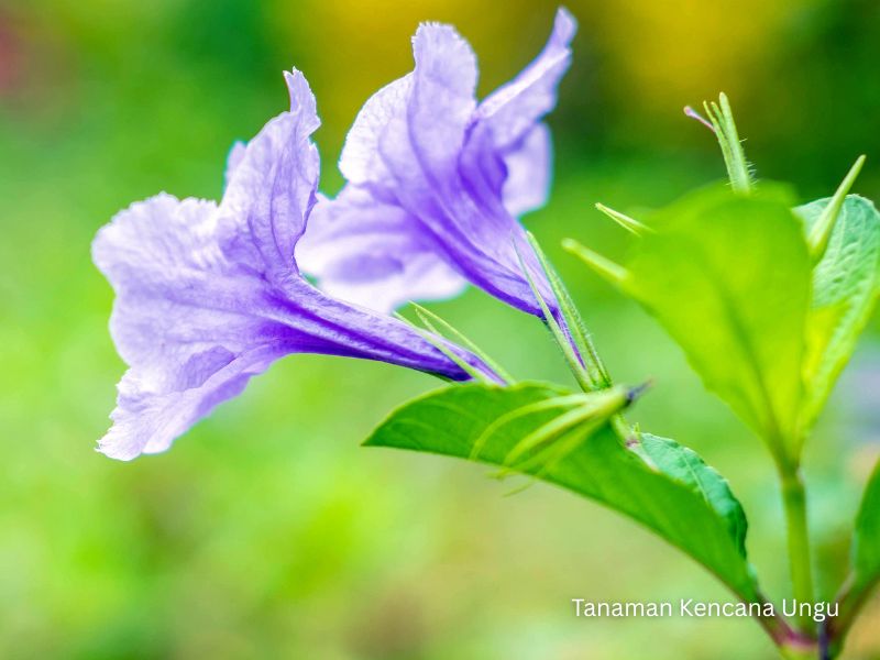 bunga kencana ungu manfaat &bull; Jual Tanaman Hias Kencana Ungu untuk Taman