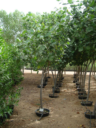 cara menanam pohon waru