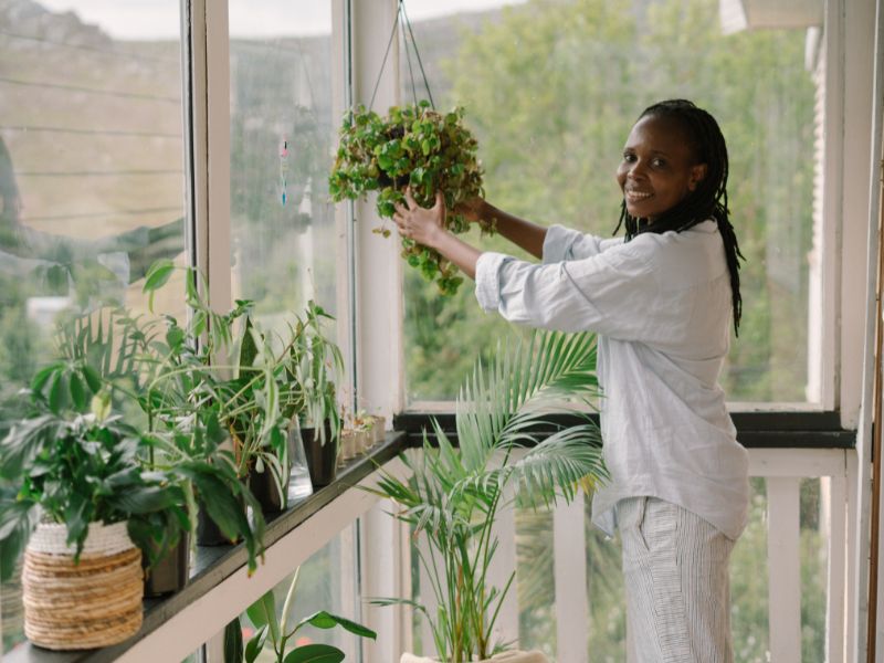 cara merawat tanaman gantung &bull; Tanaman Gantung Indoor Paling Popular