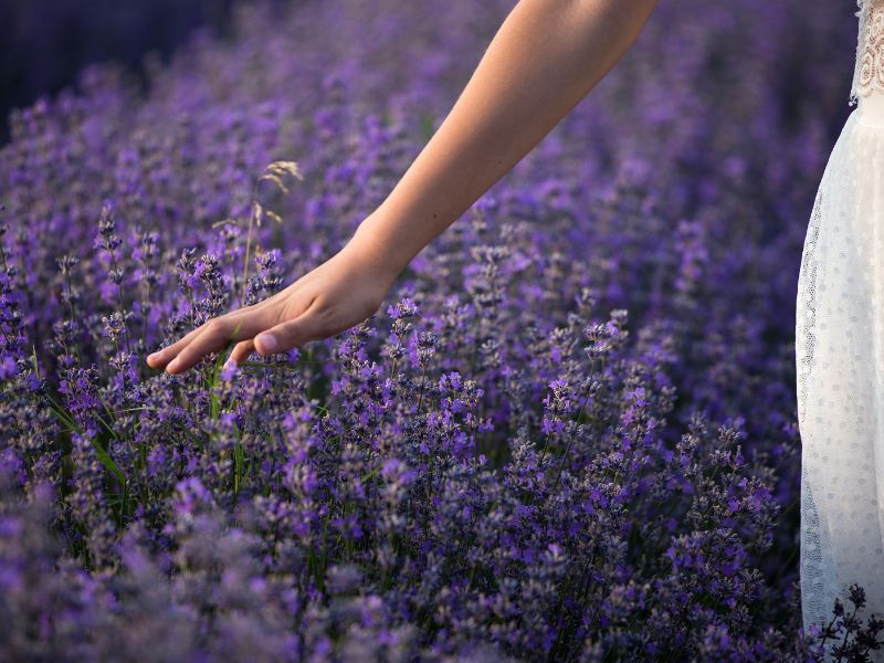 cara merawat tanaman pengusir nyamuk