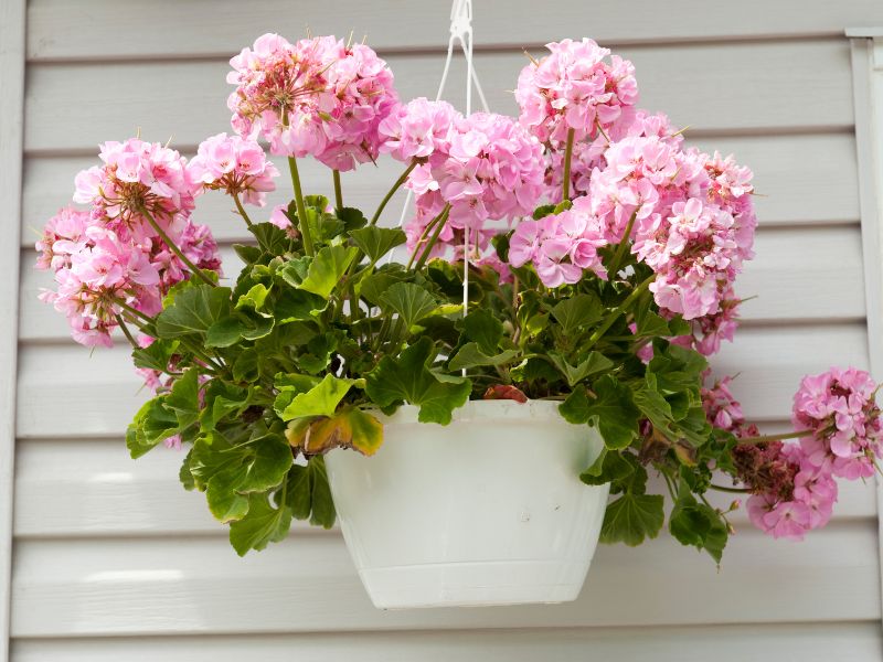 geranium Tanaman Pengusir Nyamuk