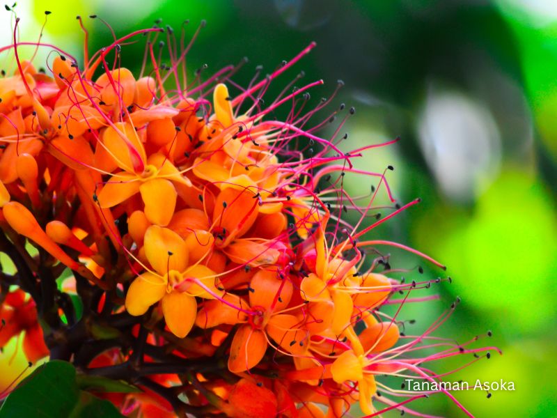 harga bunga asoka mini &bull; Jual Tanaman Hias Asoka untuk Taman