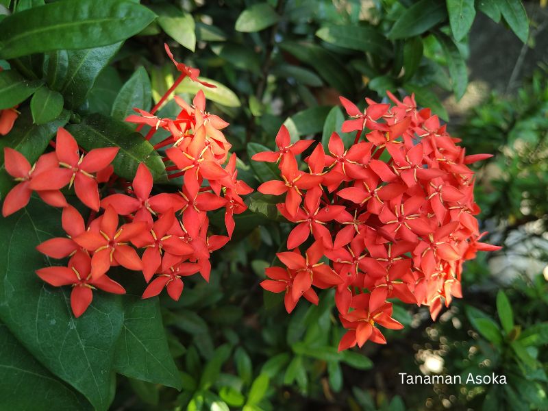 harga bunga asoka &bull; Jual Tanaman Hias Asoka untuk Taman