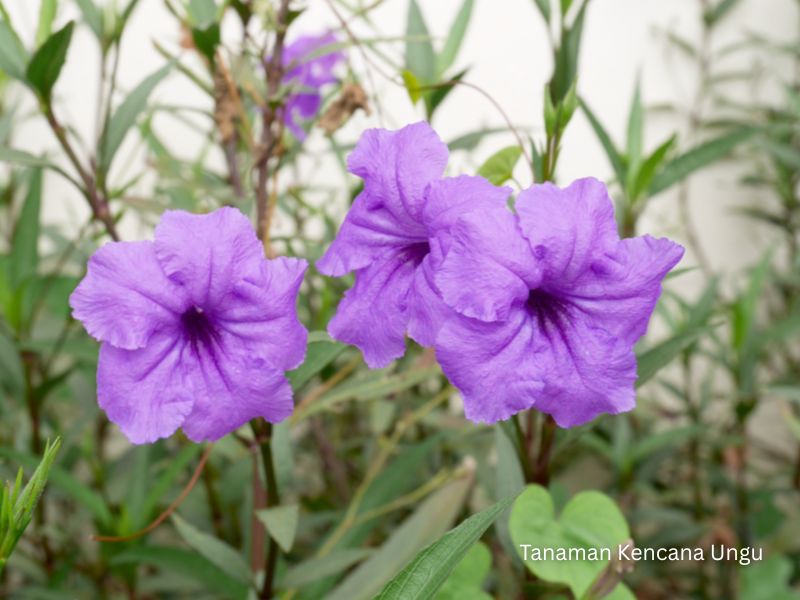 harga kencana ungu &bull; Jual Tanaman Hias Kencana Ungu untuk Taman