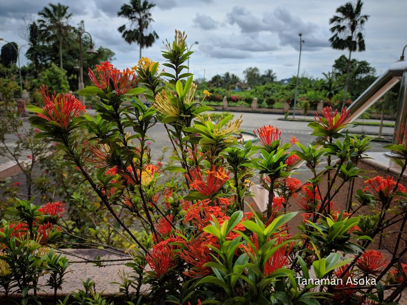 harga tanaman asoka &bull; Jual Tanaman Hias Asoka untuk Taman