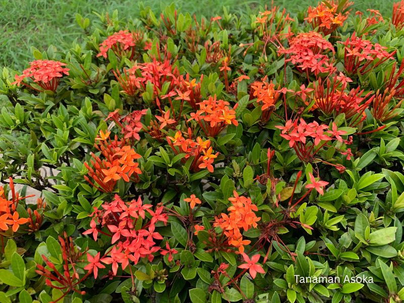 jual bunga asoka terdekat 2 &bull; Jual Tanaman Hias Asoka untuk Taman